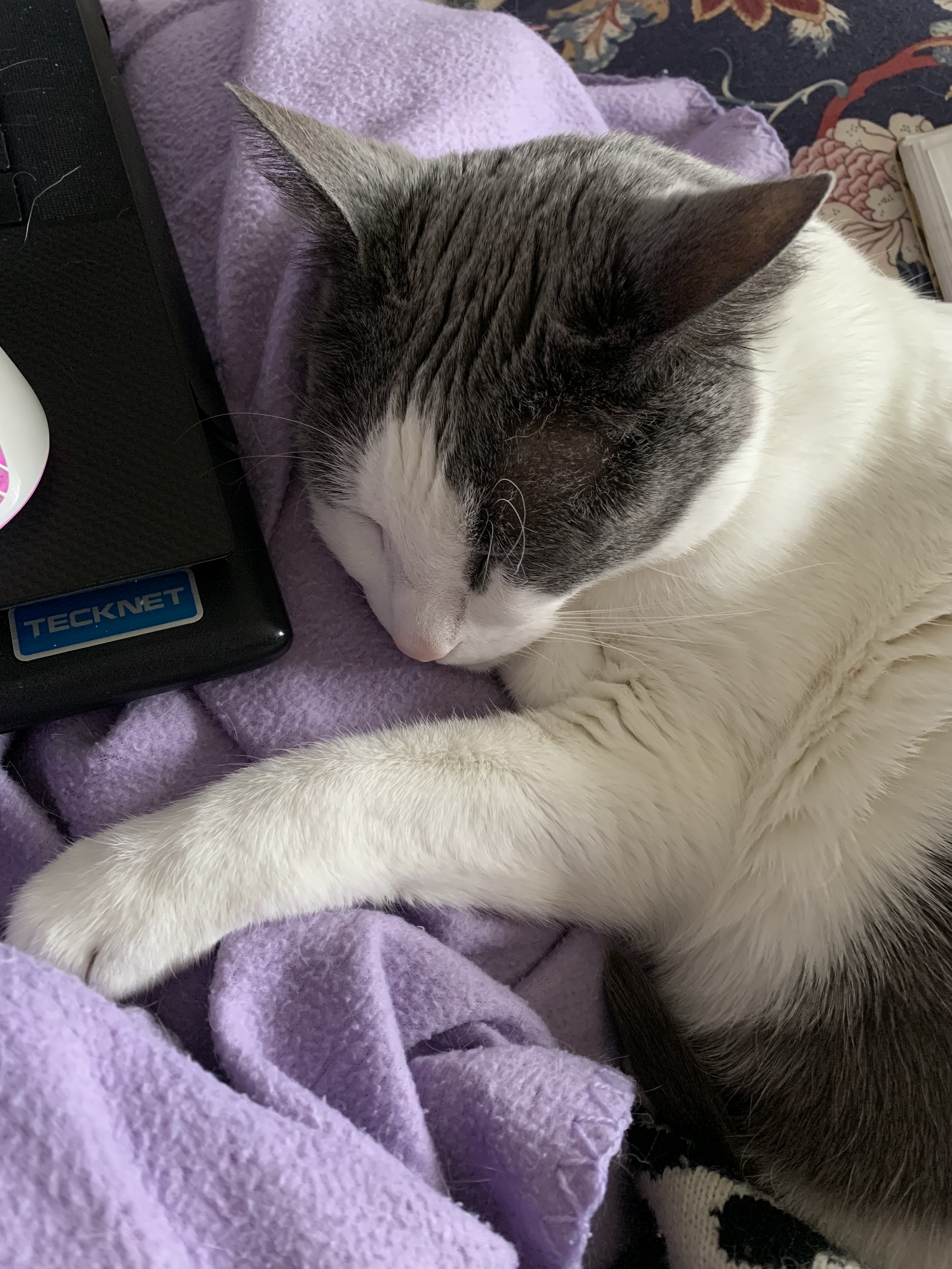 Photo of my cat, Ping